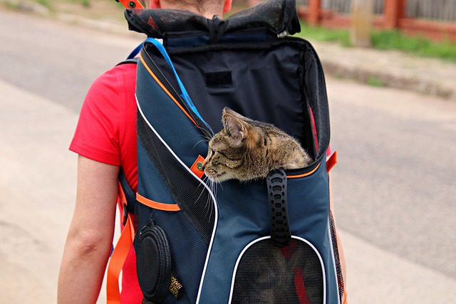 Relocating with Pets: A Guide for International Educators